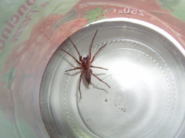 Drassodes sp.